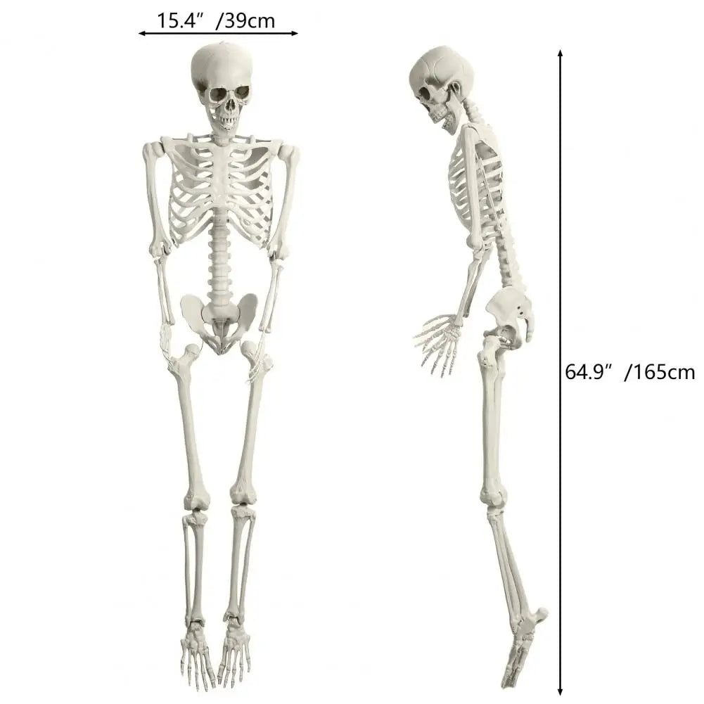 Poseable Plastic Skeleton Prop For Halloween Party Decoration