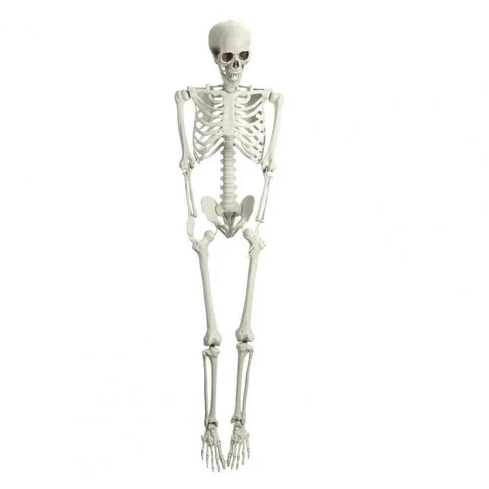 Poseable Plastic Skeleton Prop For Halloween Party Decoration
